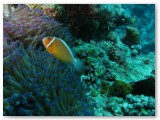 anemonefish