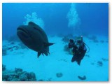 chasing the maori wrasse