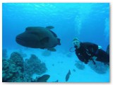 maori wrasse