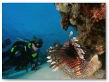 lionfish