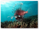 lionfish