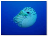 nautilus