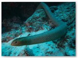 seasnake