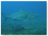 Bullshark