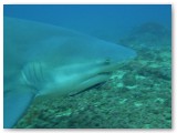 Bullshark