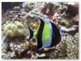 Bannerfish