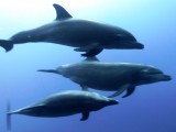 DOLPHINS2