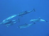 dolphins (2)