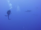 dolphinsdad