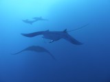 dolphinsmantas