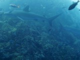 galapagosclose