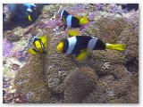 anemonefish