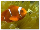 anemonefish