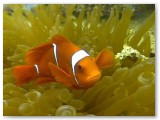 anemonefish