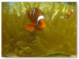 anemonefish