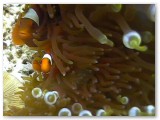 anemonefish