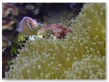 anemonefish