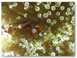 anemonefish