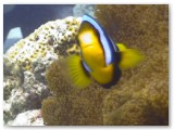 anemonefish