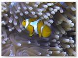 anemonefish