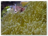 anemonefish