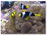 anemonefish