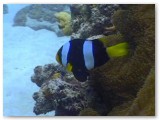 anemonefish