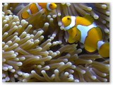 anemonefish