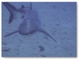 whitetip shark