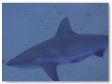 grey shark