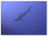 blacktip shark