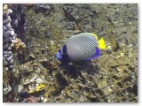 angelfish