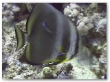 bat fish