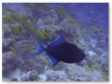 blue triggerfish