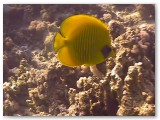 butterfly fish