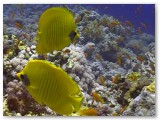 butterfly fish