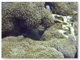 moray eel