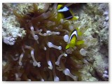 clownfish