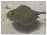 blue spotted ray