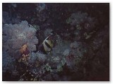 redsea5